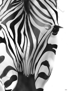 Poster zebra , zwart-wit, Scandinavisch interieur 