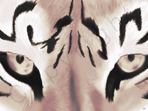 Poster tijger ogen , stoer , sepia 