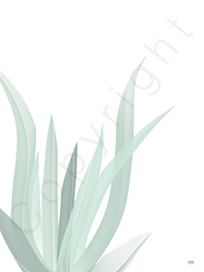 Poster plant: Aloe vera plant witte achtergrond